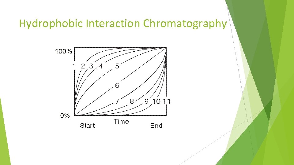 Hydrophobic Interaction Chromatography 