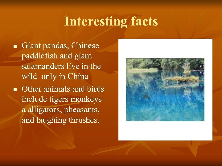 Interesting facts n n Giant pandas, Chinese paddlefish and giant salamanders live in the