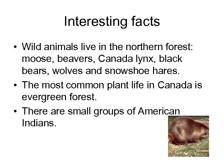 Interesting facts • Wild animals live in the northern forest: moose, beavers, Canada lynx,