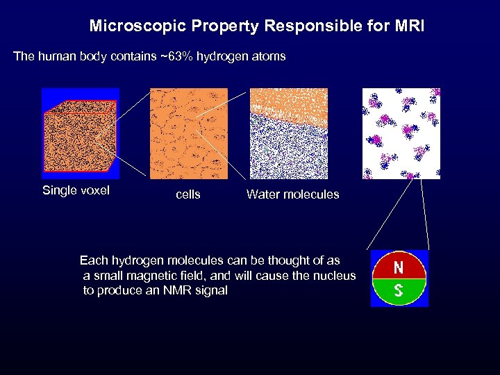 Microscopic Property Responsible for MRI The human body contains ~63% hydrogen atoms Single voxel