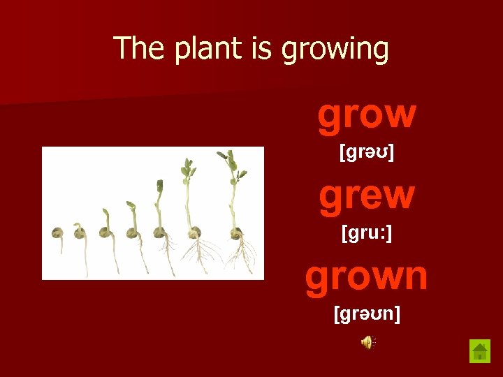 The plant is growing grow [grəʊ] grew [gru: ] grown [grəʊn] 