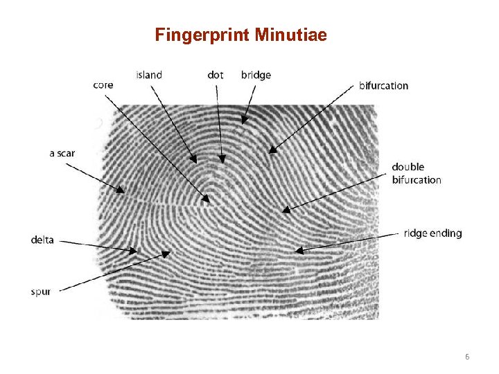 Fingerprint Minutiae 6 