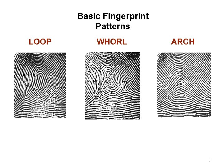 Basic Fingerprint Patterns LOOP WHORL ARCH 7 