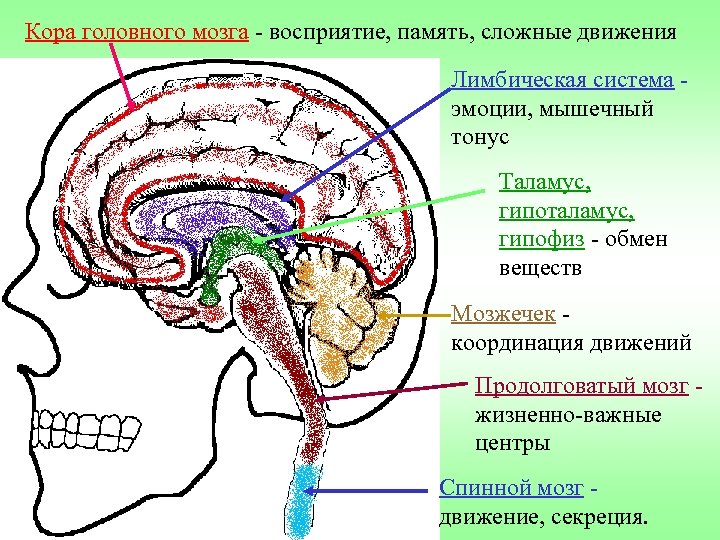 Кора головного мозга - восприятие, память, сложные движения Лимбическая система - эмоции, мышечный тонус