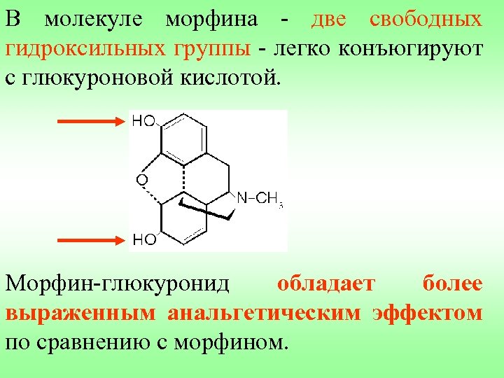 В молекуле морфина - две свободных гидроксильных группы - легко конъюгируют с глюкуроновой кислотой.