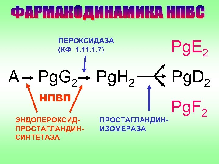 ПЕРОКСИДАЗА (КФ 1. 1. 7) А Pg. G 2 Pg. H 2 НПВП ЭНДОПЕРОКСИДПРОСТАГЛАНДИНСИНТЕТАЗА