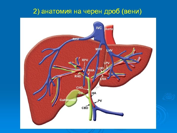 2) анатомия на черен дроб (вени) 