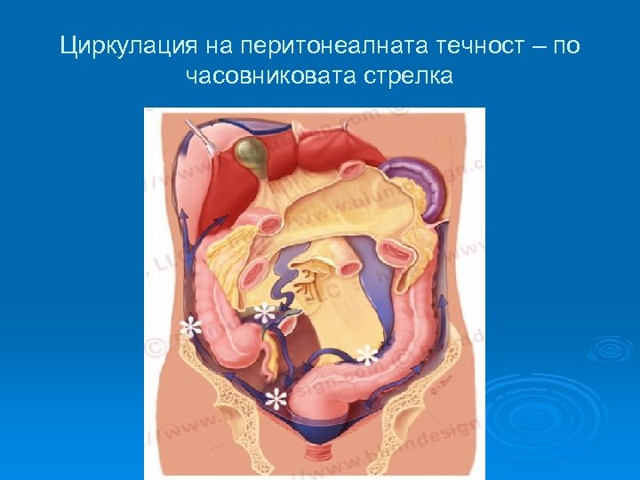 Циркулация на перитонеалната течност – по часовниковата стрелка 