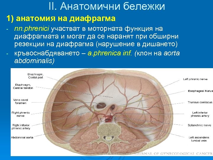 II. Анатомични бележки 1) анатомия на диафрагма nn. phrenici участват в моторната функция на