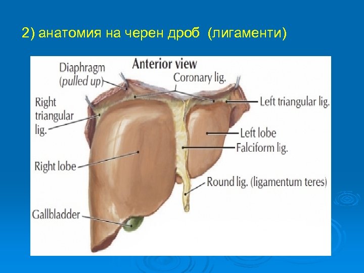 2) анатомия на черен дроб (лигаменти) 