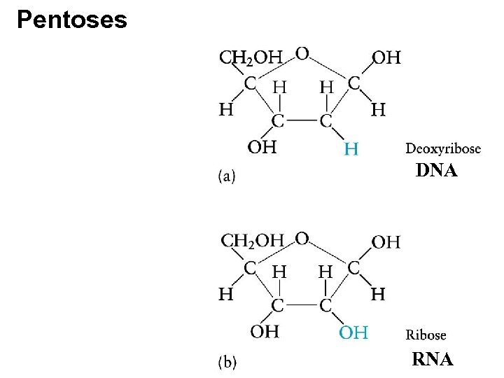 Pentoses DNA RNA 