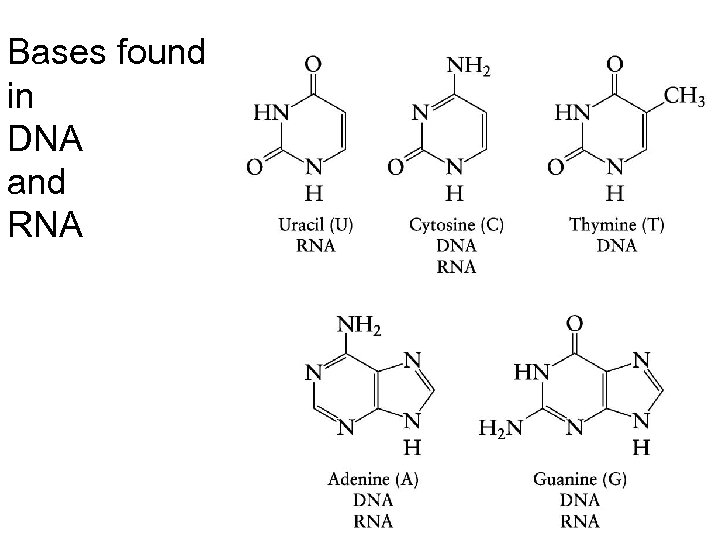 Bases found in DNA and RNA 