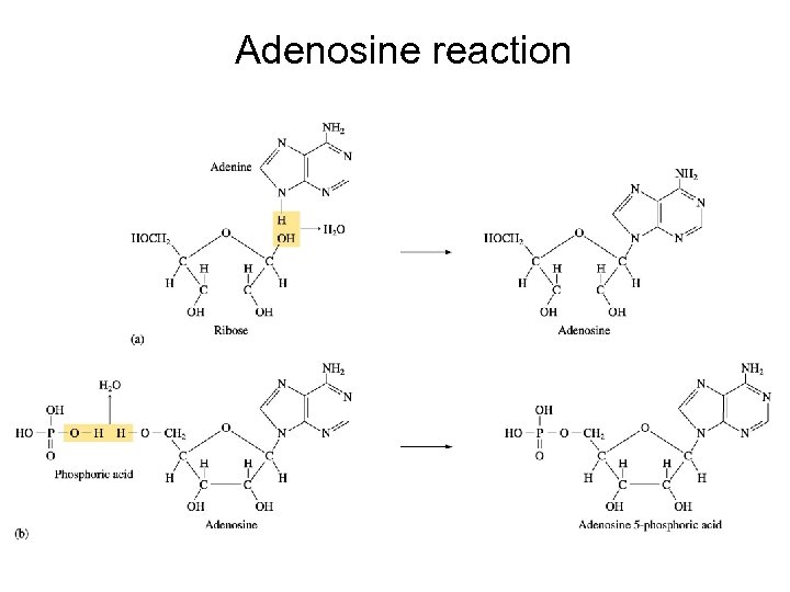 Adenosine reaction 