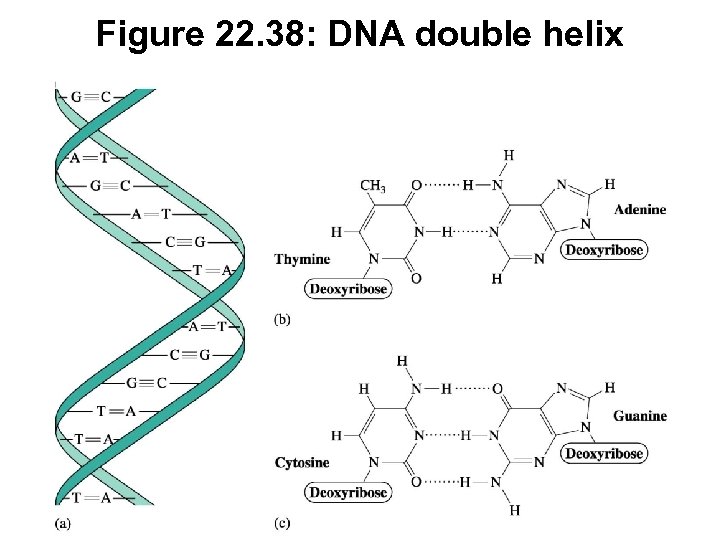 Figure 22. 38: DNA double helix 