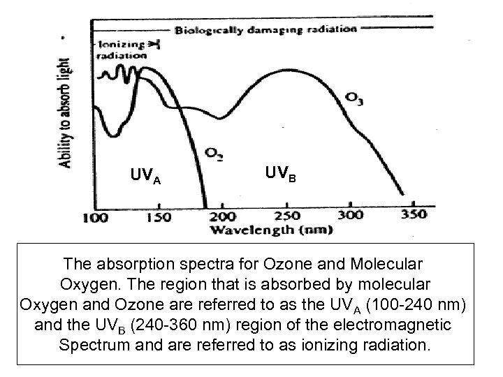 UVA UVB The absorption spectra for Ozone and Molecular Oxygen. The region that is
