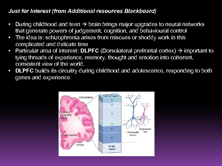 Just for Interest (from Additional resources Blackboard) • During childhood and teen brain brings