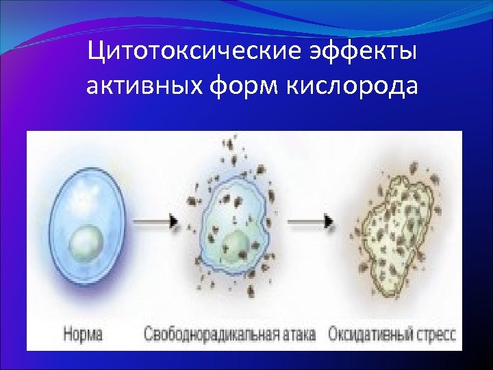 Цитотоксические эффекты активных форм кислорода 