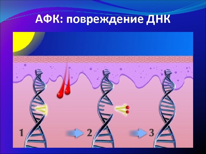 АФК: повреждение ДНК 