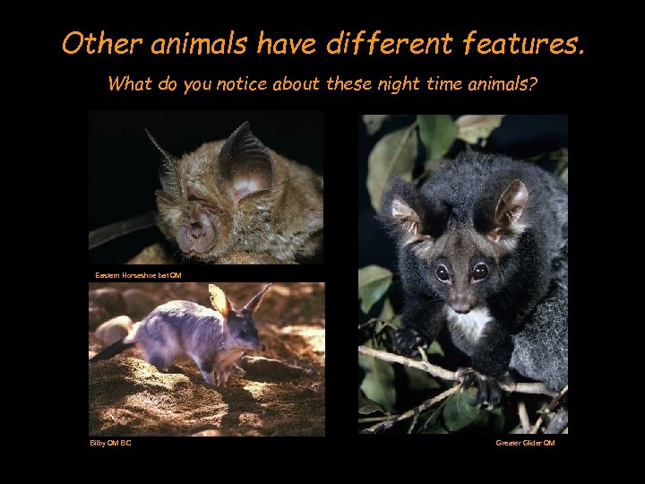 Other animals have different features. What do you notice about these night time animals?