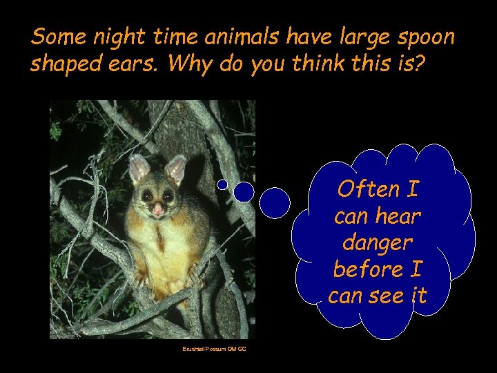 Some night time animals have large spoon shaped ears. Why do you think this