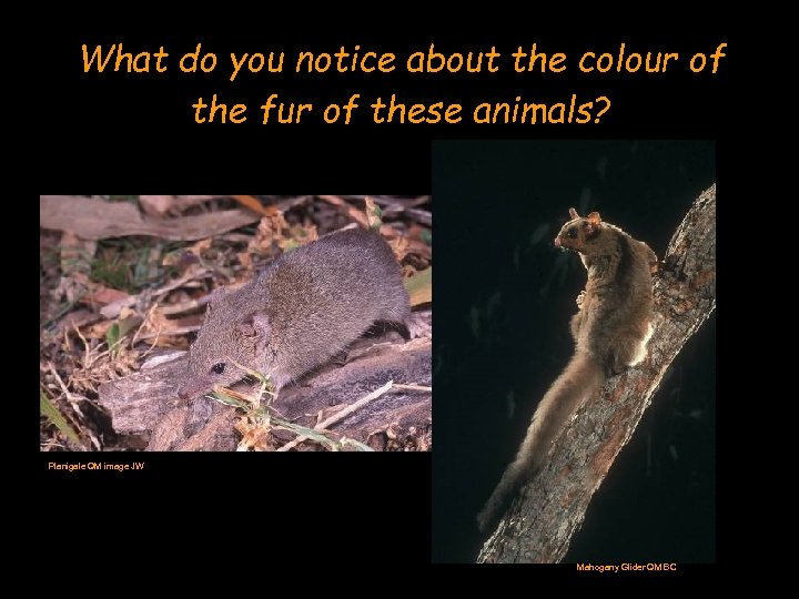 What do you notice about the colour of the fur of these animals? Planigale