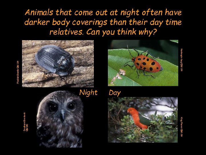 Animals that come out at night often have darker body coverings than their day