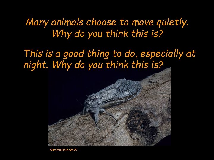 Many animals choose to move quietly. Why do you think this is? This is