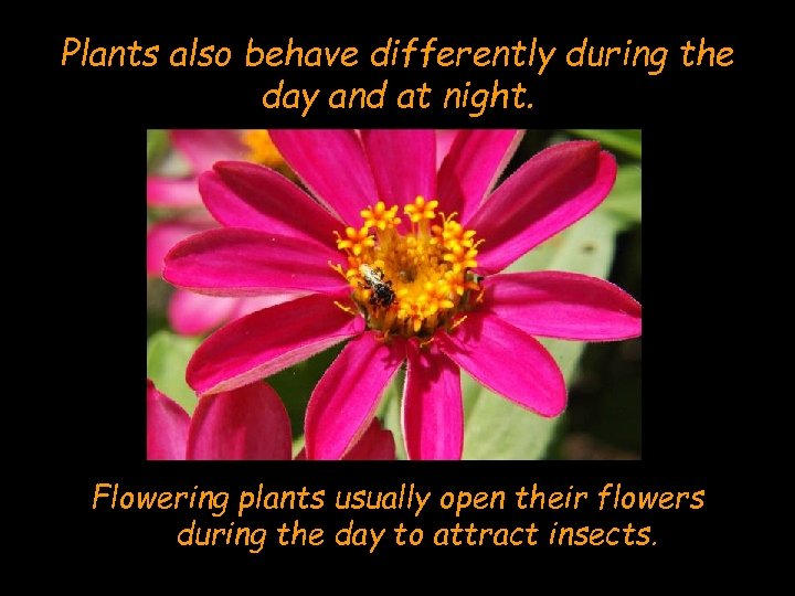 Plants also behave differently during the day and at night. Flowering plants usually open