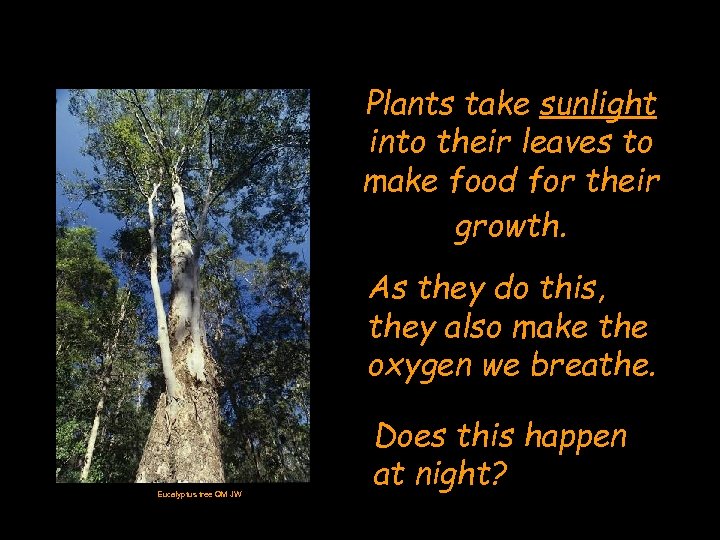 Plants take sunlight into their leaves to make food for their growth. As they
