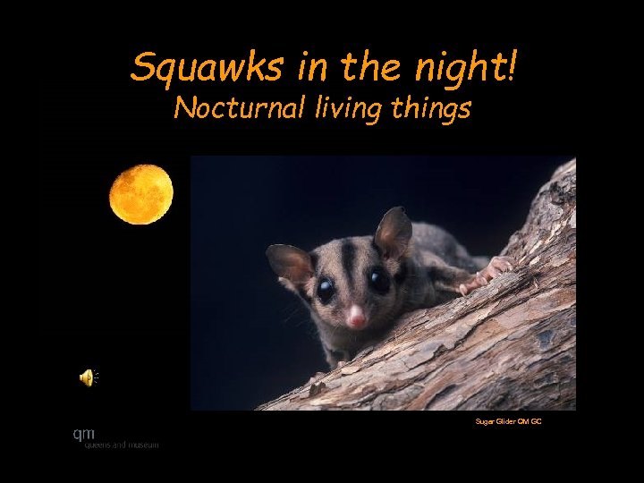 Squawks in the night! Nocturnal living things Sugar Glider QM GC 