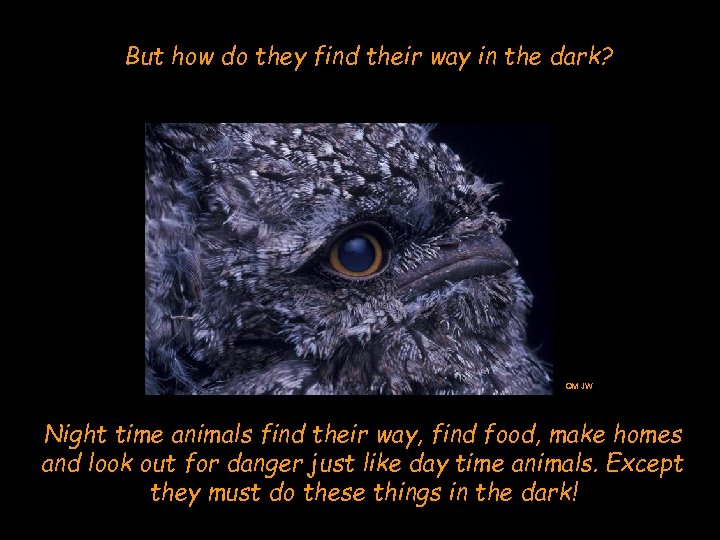 But how do they find their way in the dark? QM JW Night time