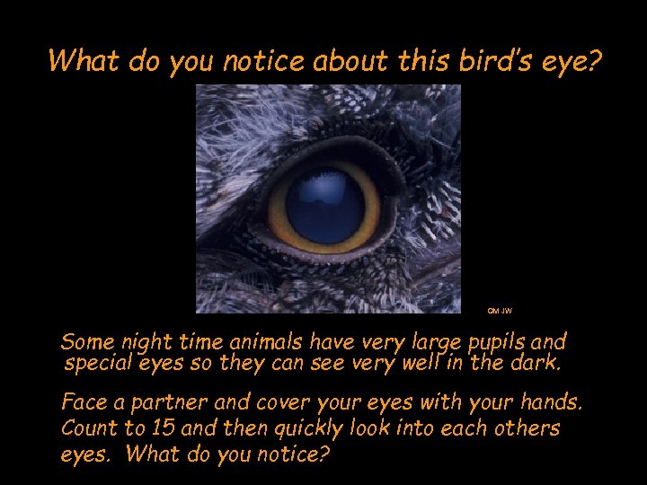 What do you notice about this bird’s eye? QM JW Some night time animals