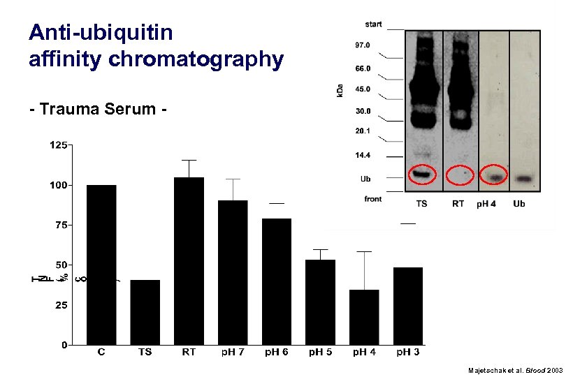 Anti-ubiquitin affinity chromatography - Trauma Serum - Majetschak et al. Blood 2003 