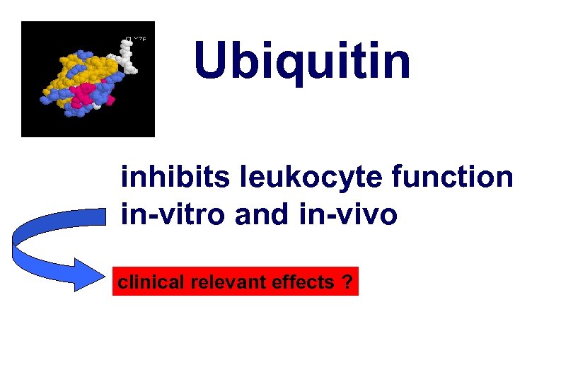 Ubiquitin inhibits leukocyte function in-vitro and in-vivo clinical relevant effects ? 