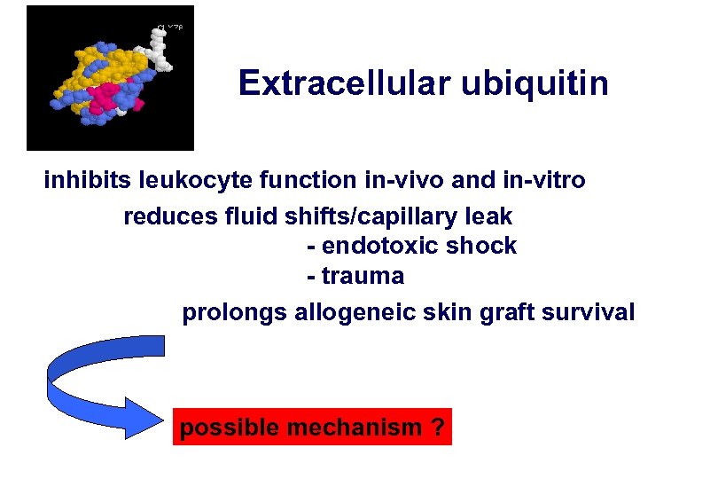 Extracellular ubiquitin inhibits leukocyte function in-vivo and in-vitro reduces fluid shifts/capillary leak - endotoxic