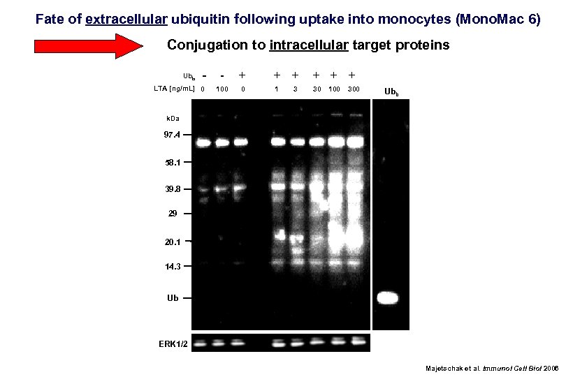 Fate of extracellular ubiquitin following uptake into monocytes (Mono. Mac 6) Conjugation to intracellular