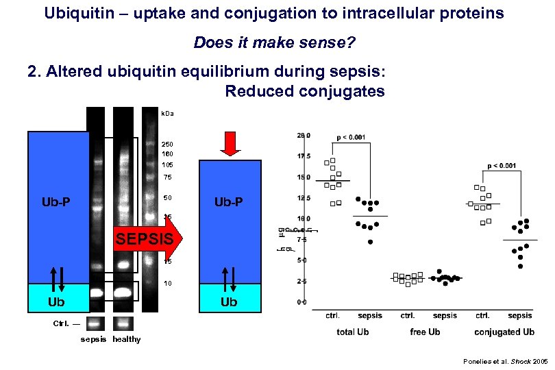 Ubiquitin – uptake and conjugation to intracellular proteins Does it make sense? 2. Altered