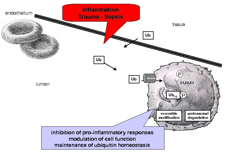 Inflammation Trauma - Sepsis endothelium tissue Ub Ub lumen Ub P Receptor E 1,