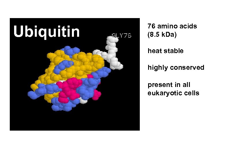 Ubiquitin 76 amino acids (8. 5 k. Da) heat stable highly conserved present in