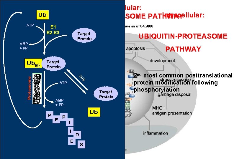 Intracellular: UBIQUITIN-PROTEASOME PATHWAY Ub ATP Pub. Med: 14, 932 citations as of 04/2006 E