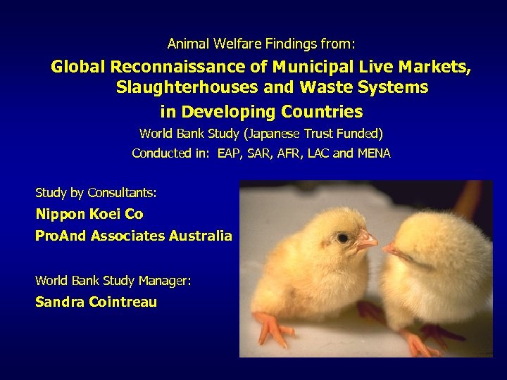 Animal Welfare Findings from: Global Reconnaissance of Municipal Live Markets, Slaughterhouses and Waste Systems
