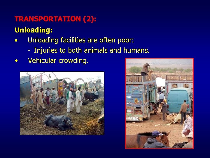 TRANSPORTATION (2): Unloading: • Unloading facilities are often poor: - Injuries to both animals