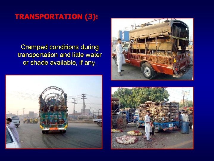 TRANSPORTATION (3): Cramped conditions during transportation and little water or shade available, if any.