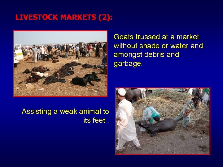 LIVESTOCK MARKETS (2): Goats trussed at a market without shade or water and amongst