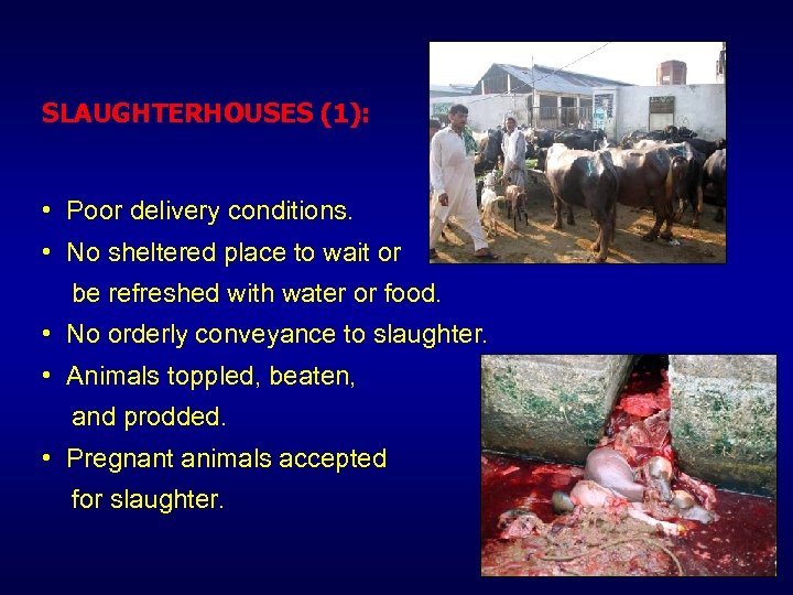 SLAUGHTERHOUSES (1): • Poor delivery conditions. • No sheltered place to wait or be
