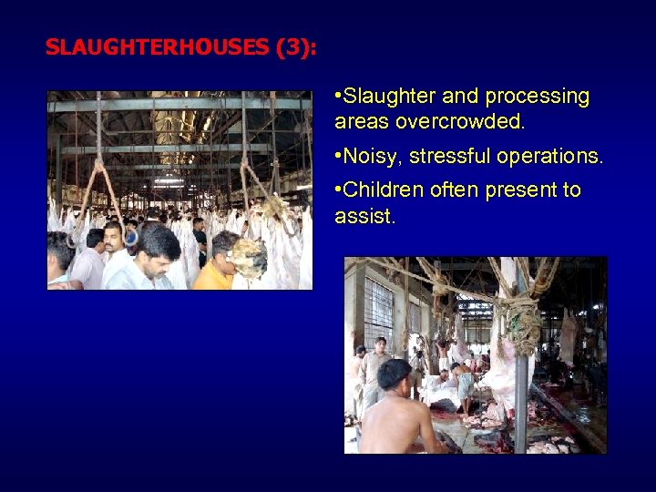 SLAUGHTERHOUSES (3): • Slaughter and processing areas overcrowded. • Noisy, stressful operations. • Children