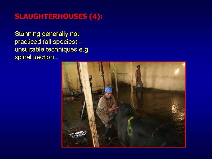 SLAUGHTERHOUSES (4): Stunning generally not practiced (all species) – unsuitable techniques e. g. spinal