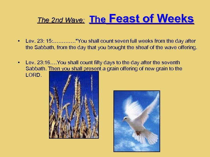 The 2 nd Wave: The • • Feast of Weeks Lev. 23: 15: ………….