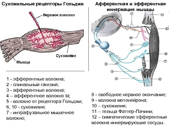 Сухожильные рецепторы Гольджи 1 - эфферентные волокна; 2 - спинальный ганглий; 3 - афферентные