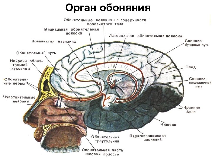 Орган обоняния презентация